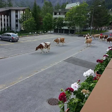 Haus Marmotta *